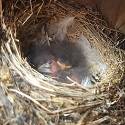 Snow bunting chicks in the nest.